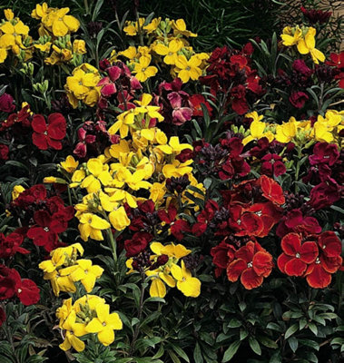 Wallflower Tom Thumb Mixed 1 Seed Packet (200 Seeds)