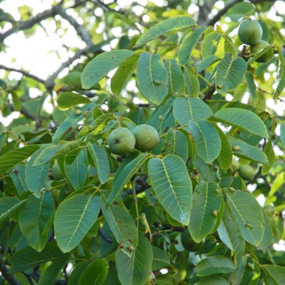 Walnut Tree Hardy Ornamental Nut-Producing Yellow Autumn Foliage ...