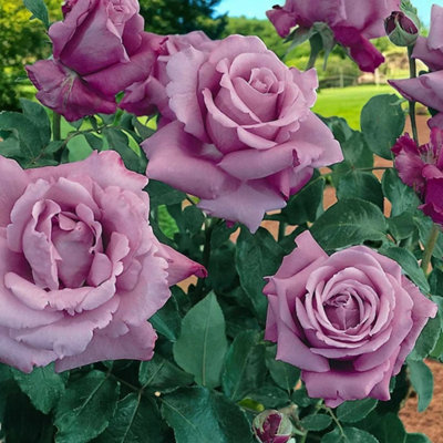 Waltztime Rostock Rose - Scented Purple Hybrid Tea Rose Bush in 3 Litre Pot