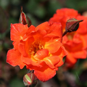 Warm Welcome Rose Bush Orange Flowering Roses Climbing Miniature Rose 4L Pot