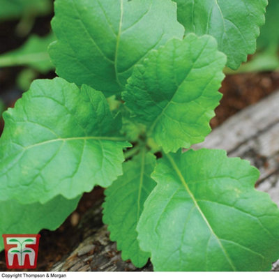 Wasabi Rocket 1 Seed Packet (500 Seeds)