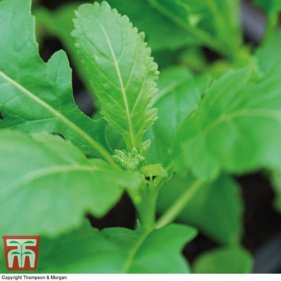 Wasabi Rocket 1 Seed Packet (500 Seeds) - 3