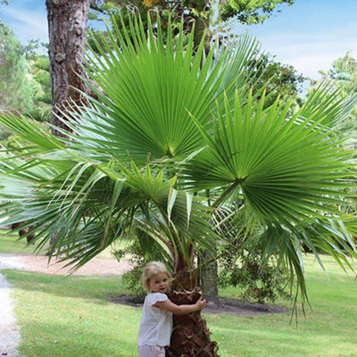 Washingtonia Cotton Palm Trees 70-80cm Tall (Pack of 2)