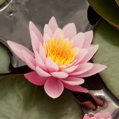 WATER LILY - NYMPHAEA 'FABOLIA' - AQUATIC MARGINAL POND PLANT IN 11CM ...