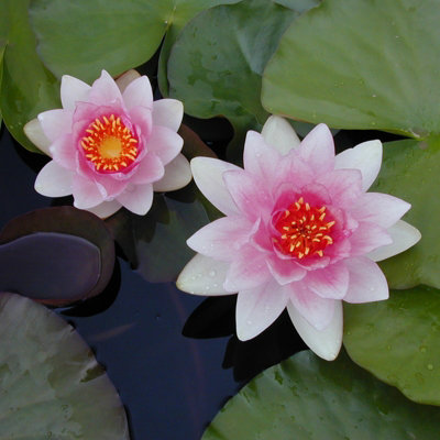 Water Lily - Nymphaea 'Fabolia' - Aquatic Marginal Pond Plant in 11cm Pot - Long Flower Season - Ready to Plant - 3