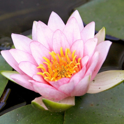 Water Lily - Nymphaea 'Fabolia' - Aquatic Marginal Pond Plant in 11cm Pot - Long Flower Season - Ready to Plant - 4