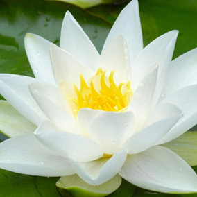 Water Lily - Nymphaea 'Gladstoniana' - Aquatic Marginal Pond Plant in 11cm Pot - Large White Flower - Ready to Plant