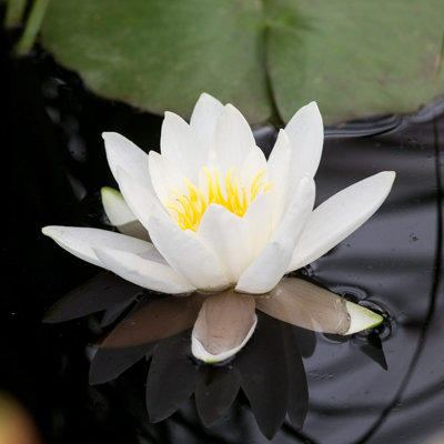 Water Lily - Nymphaea 'Gladstoniana' - Aquatic Marginal Pond Plant in 11cm Pot - Large White Flower - Ready to Plant