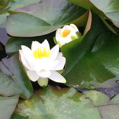 Water Lily - Nymphaea 'Gladstoniana' - Aquatic Marginal Pond Plant in 11cm Pot - Large White Flower - Ready to Plant - 3