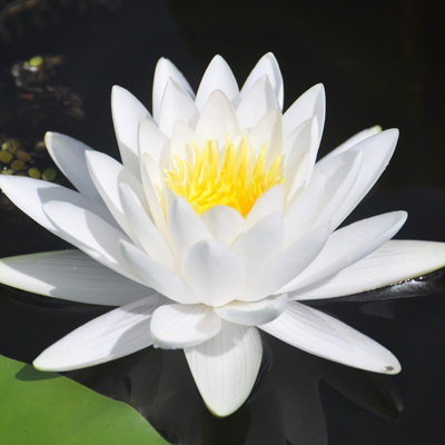 Water Lily - Nymphaea 'Gladstoniana' - Aquatic Marginal Pond Plant in 11cm Pot - Large White Flower - Ready to Plant - 4
