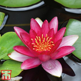 Water Lily (Nymphaea) Red Attraction 1 Bare Root
