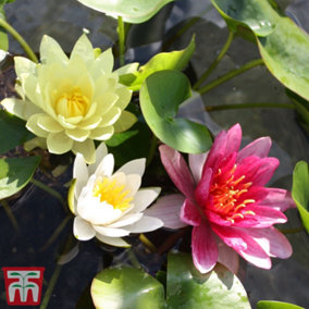 Water Lily (Nymphaea) Trio Collection + Pond Basket x 1