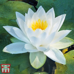 Water Lily (Nymphaea) White Albid 1 Bare Root