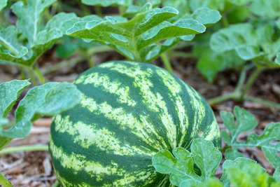 Water Melon Crimson Sweet Fruit Seeds (Approx. 20 seeds) by Jamieson Brothers - 3