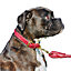Weatherbeeta Rolled Leather Dog Collar Maroon (M)