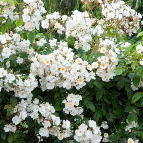 Wedding Day Rose Bush White Flowering Roses Rambler Rose 4L Pot