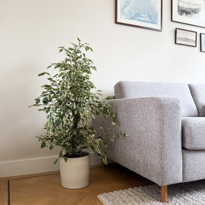 Weeping fig - Ficus Benjamina Twilight - Height 100-110cm - Pot 21cm