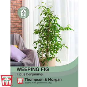 Weeping Fig Houseplant - 1 Seed Packet (50 Seeds)