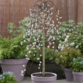 Weeping Willow Salix 'Kilmarnock' Standard Tree 70cm Tall 3L Pot, Small Tree for UK Gardens