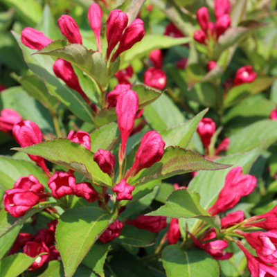 Weigela All Summer Red Garden Plant Profuse Red Blooms, Attracts