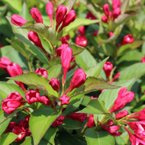 Weigela All Summer Red Garden Plant - Profuse Red Blooms, Attracts Hummingbirds (15-30cm Height Including Pot)