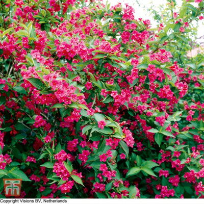 Weigela Bristol Ruby 9cm Potted Plant x 1