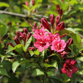 Weigela Bristol Ruby in 2L Pot, Lovely Deep Red Bell-shaped Flowers 3FATPIGS