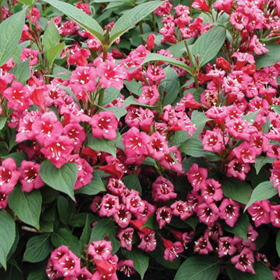 Weigela Bristol Ruby