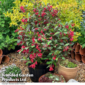 Weigela Camouflage 9cm Potted Plant x 3