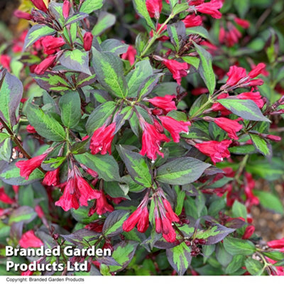 Weigela Camouflage Shrub - 9cm Potted Plant x 1