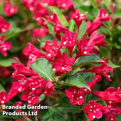 Weigela Cherry Red 9cm Pot x 1