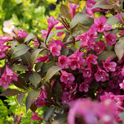 Weigela florida Minor Black Standard Tree in 19cm Pot