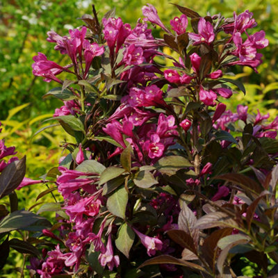 Weigela florida Minor Black Standard Tree in 19cm Pot