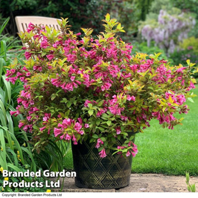 Weigela 'Magic Carpet' 9cm Potted Plant  x 2