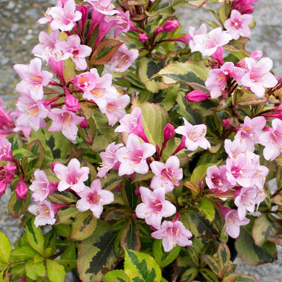 Weigela Magical Rainbow Garden Plant - Variegated Foliage, Bright Pink Blooms, Compact Size (20-30cm Height Including Pot)