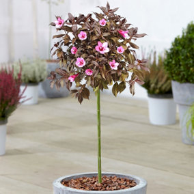 Weigela Minor Black Patio Tree - Stunning Variety, Ideal for UK Gardens, Compact Size (2-3ft)