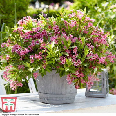 Weigela Picobella Rosa 9cm Pot x 1