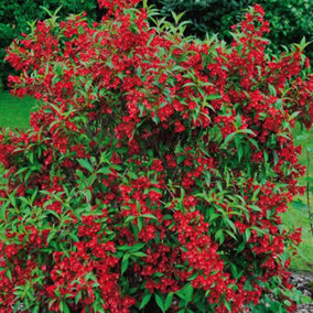 Weigela Red Prince Garden Plant - Scarlet Red Blooms, Compact Size (15-30cm Height Including Pot)