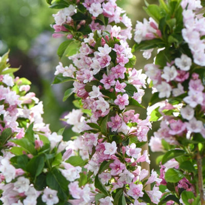 Weigela Towers of Flowers Apple Blossom 9cm Potted Plant x 3