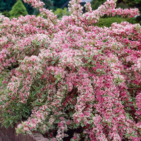 Weigela Variegata Garden Plant - Variegated Foliage, Pink Blooms (15-30cm Height Including Pot)