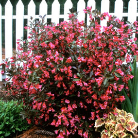 Weigela Wine and Roses Garden Plant - Dark Purple Foliage, Rosy Pink Blooms (15-30cm Height Including Pot)
