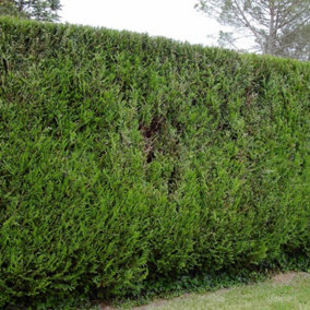 Western Red Cedar 1m Height Evergreen Hedge Plant Pack of 10