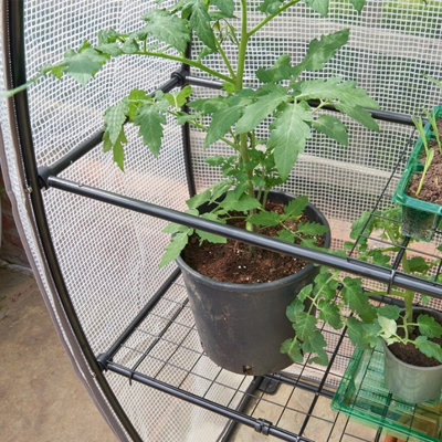 Westland Growhouse Unique Shape Greenhouse Strong Frame + Big Tom Tomato Feed 1L - 5