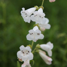White Bedder Beard Tongue Perennials Flowering Plants Penstemon 2L Pot