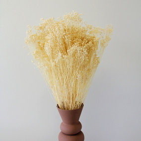 White Bleached Broom Bloom Bunch - 60cm in Height - Dried Flowers - For Home Décor - Flower Arranging