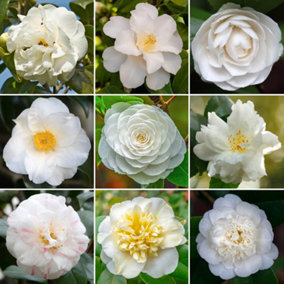 White Camellia Garden Plant - Elegant White Blooms, Compact Size (20-30cm Height Including Pot)