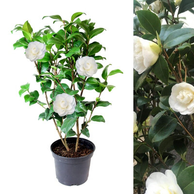 White Camellia Japonica Plant in 3L Pot - Spring Flowering Evergreen Shrub Ready to Plant - Ideal for Borders, Beds & Patio Pots