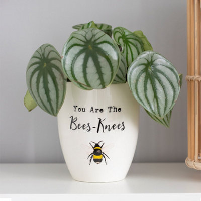 White Ceramic Indoor Plant Pot "You Are the Bees-Knees" text. Gift Idea. (Dia) 11.5 cm
