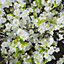 White Cherry Blossom Spray Artificial Plant - Fabric/Plastic - L25 x W28 x H124 cm - Burgundy