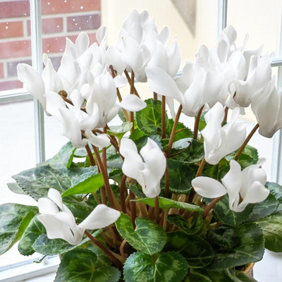 house plant in pot Monstera Deliciosa: Popular Live Plant - (6” Pot) – Easy Plant Care - Low  Maintenance House Plant for Home main image 0